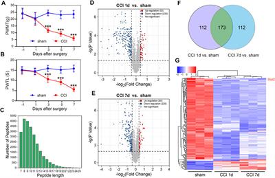 Downregulation of nuclear STAT2 protein in the spinal dorsal horn is involved in neuropathic pain following chronic constriction injury of the rat sciatic nerve